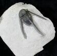 Well Prepared Cyphaspis Eberhardiei Trilobite - #19190-3